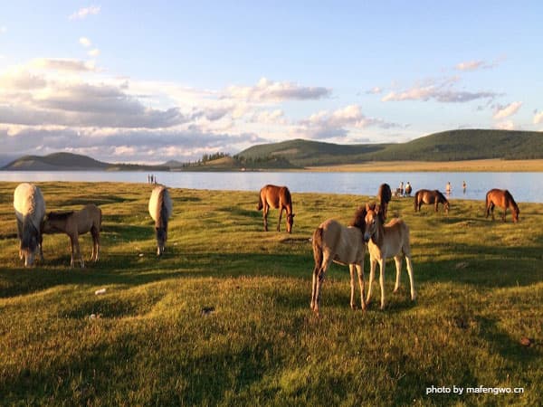 Elsen Tasarkhai – Khustai National Park photo