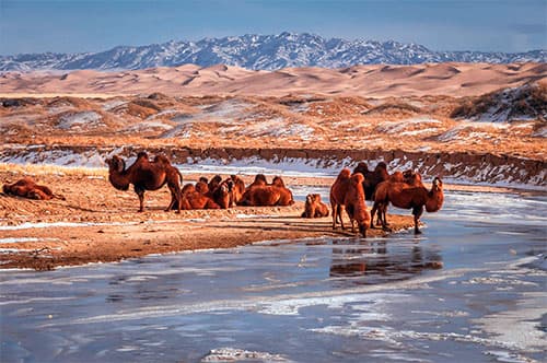 Tsenkher β Elsen Tasarkhai (Mini Gobi) photo